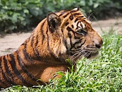 picture of a malayan tiger relaxing
