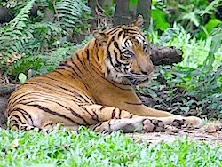 image of a malayan tiger