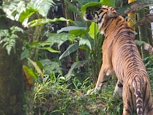 picture of a malayan tiger sniffing at tree