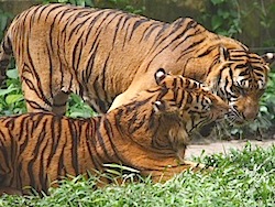 picture of two tigers playing