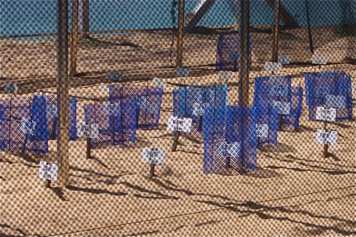 picture of incubators in the sand for turtle eggs