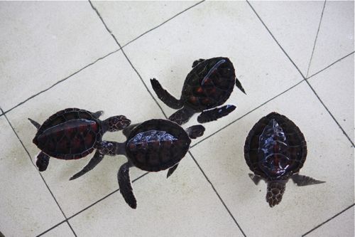 photo of green turtle hatchlings in the pond at sanctuary