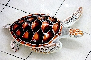 photo of a young green turtle in a pool