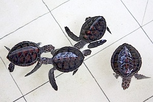 two days old turtle hatchlings photo