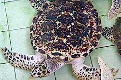 photo of a young green turtle in a pool