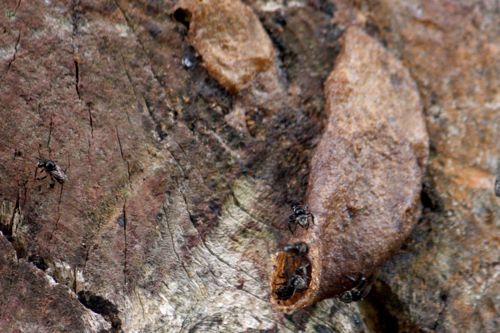 wasps nest on tree picture