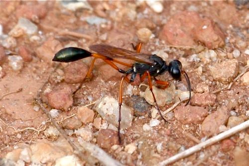 wasp on the ground image