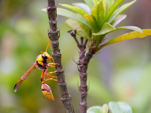 yellow-tailed wasp picture in malaysia