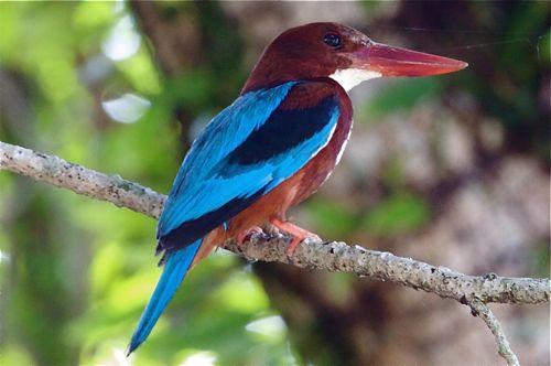 white-breasted kingfisher, found in malaysia