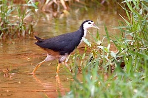 white-breasted waterhen photo