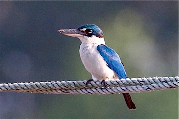 photo of white-collared kingfisher