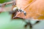 picture of ant found in malaysia