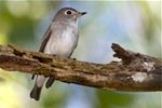 picture of asian brown flycatcher