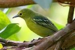 picture of green iora bird found in malaysia