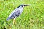 picture of little heron found in malaysia