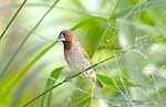 picture of scaly breasted munia 