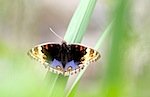 picture of blue pansy butterfly found in malaysia
