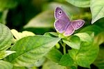 picture of bush brown butterfly
