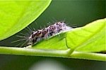 picture of butterfly caterpillar found in malaysia