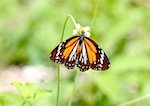 photo of malaysian black-veined tiger butterfly