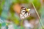 picture of striped albatross butterfly in malaysia