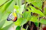 picture of painted jezebel butterfly in malaysia