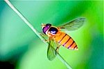 picture of orange hoverfly in malaysia