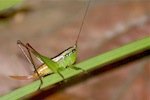 picture of immature grasshopper